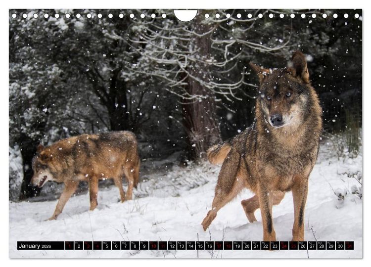 Produktbild: Wolves, Wild Spirits (Wall Calendar 2026 DIN A4 landscape), CALVENDO 12 Month Wall Calendar