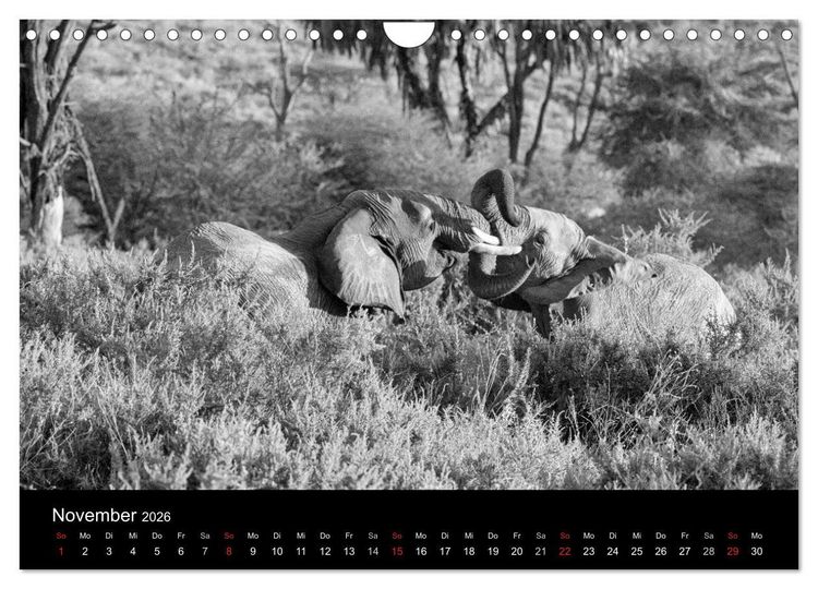Produktbild: Elefanten Schwarz - Weiss (Wandkalender 2026 DIN A4 quer), CALVENDO Monatskalender