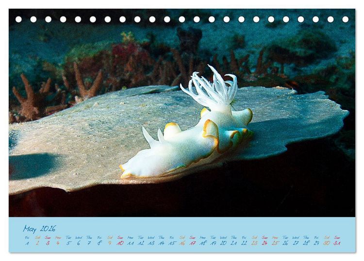 Produktbild: Sea Slugs - Little Wonders - Pure Beauties (Desk Calendar 2026 DIN A5 landscape), CALVENDO 12 Month DeskCalendar