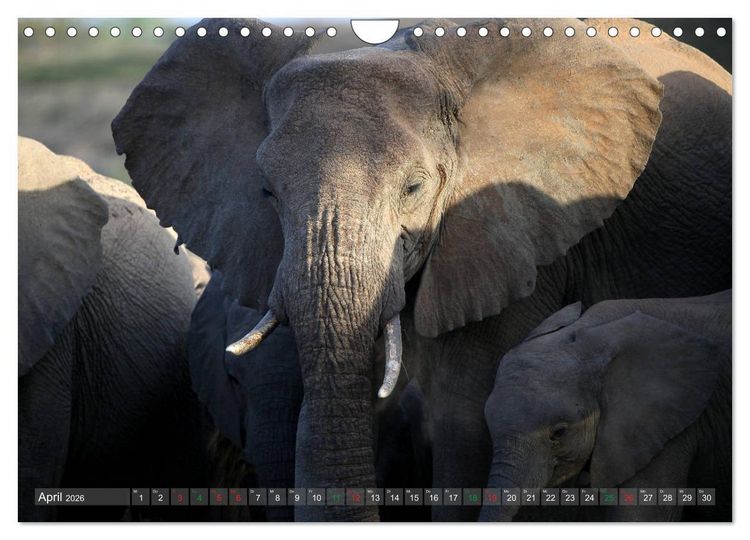 Produktbild: Afrika - im Reich der Elefanten (Wandkalender 2026 DIN A4 quer), CALVENDO Monatskalender