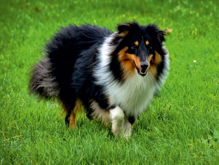 Produktbild: CALVENDO Puzzle Langhaar Collie tricolor | 1000 Teile Lege-Gr&ouml;&szlig;e 64x48cm Foto-Puzzle f&uuml;r gl&uuml;ckliche Stunden