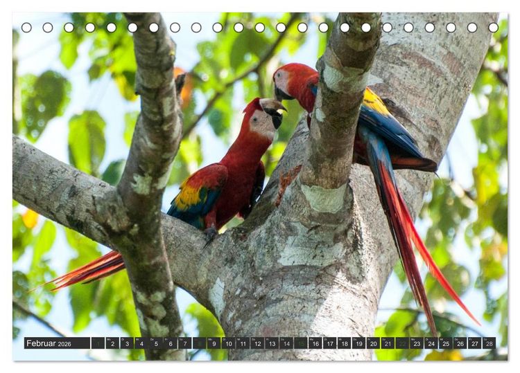 Produktbild: COSTA RICA - PURA VIDA (Tischkalender 2026 DIN A5 quer), CALVENDO Monatskalender