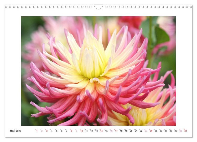Produktbild: Mes dahlias ador&eacute;s (Calendrier mural 2026 DIN A3 vertical), CALVENDO calendrier mensuel