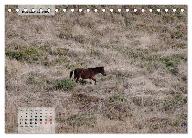Produktbild: Nordportugal - Heimat der letzten wilden Pferde (Tischkalender 2026 DIN A5 quer), CALVENDO Monatskalender