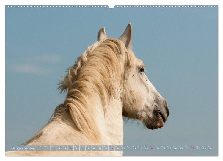 Produktbild: Kaltbl&uuml;ter - Schwere Pferde mit Charme (hochwertiger Premium Wandkalender 2026 DIN A2 quer), Kunstdruck in Hochglanz