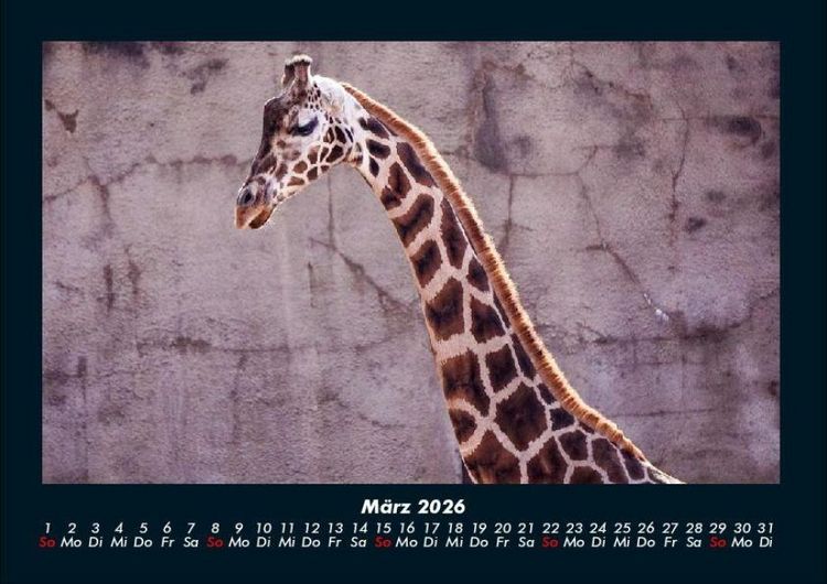 Produktbild: Giraffen 2026 Fotokalender DIN A4