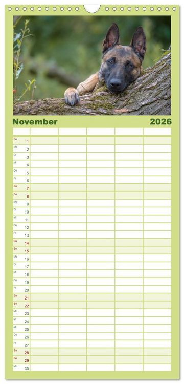 Produktbild: Familienplaner 2026 - Belgischer Sch&auml;ferhund - Der Malinois mit 5 Spalten (Wandkalender, 21 x 45 cm) CALVENDO