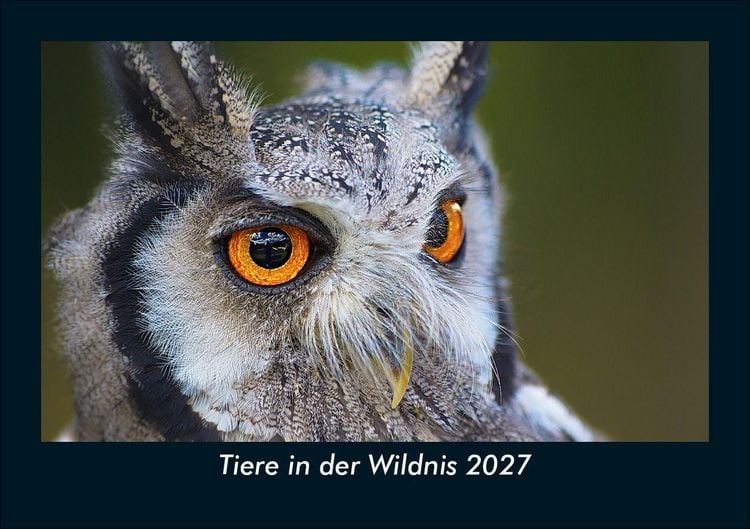 Produktbild: Tiere in der Wildnis 2027 Fotokalender DIN A5