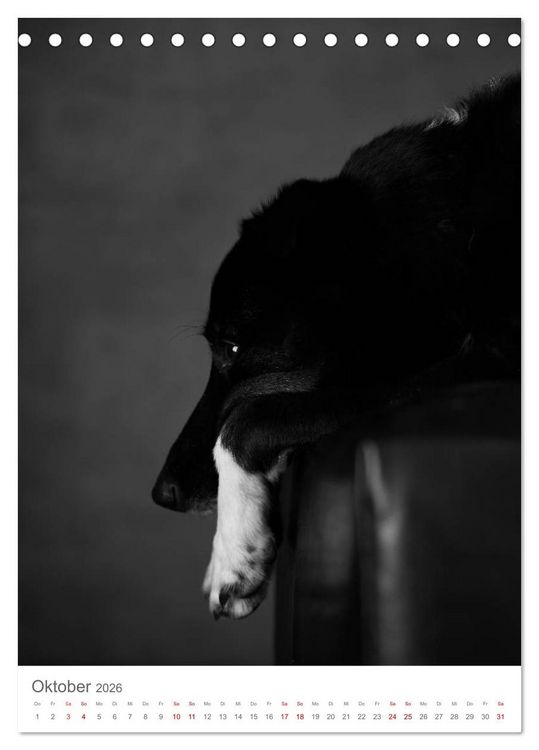 Produktbild: Fine Art Hundeportraits (Tischkalender 2026 DIN A5 hoch), CALVENDO Monatskalender