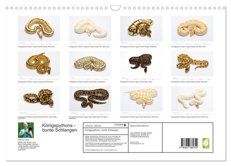 Produktbild: K&ouml;nigspythons - bunte Schlangen (Wandkalender 2026 DIN A3 quer), CALVENDO Monatskalender
