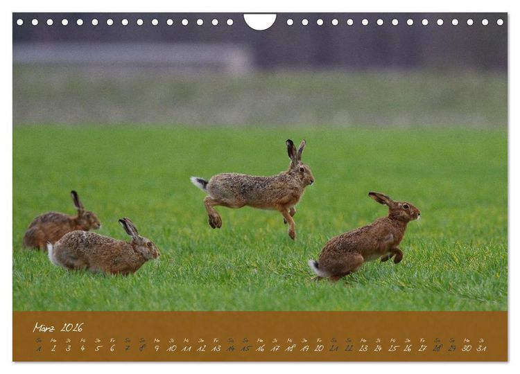 Produktbild: Feldhasen in H&ouml;chstform (Wandkalender 2026 DIN A4 quer), CALVENDO Monatskalender