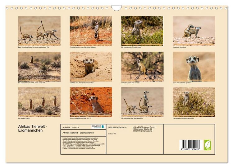 Produktbild: Afrikas Tierwelt - Erdm&auml;nnchen (Wandkalender 2026 DIN A3 quer), CALVENDO Monatskalender