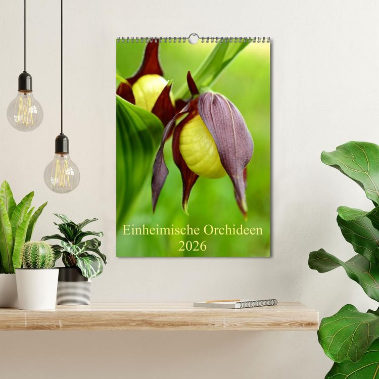 Produktbild: Einheimische Orchideen (Wandkalender 2026 DIN A3 hoch), CALVENDO Monatskalender