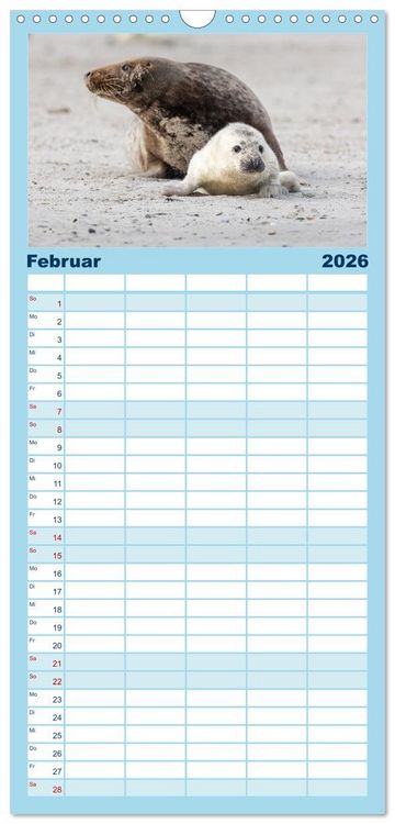 Produktbild: Familienplaner 2026 - Junge Kegelrobben mit 5 Spalten (Wandkalender, 21 x 45 cm) CALVENDO