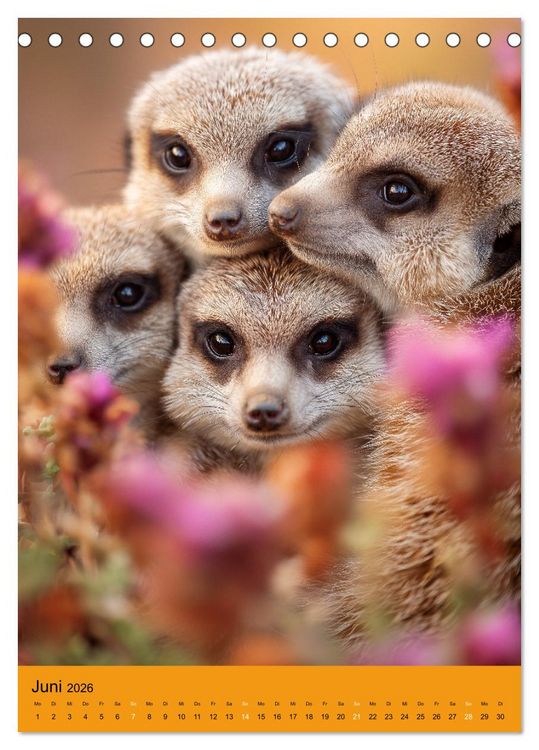 Produktbild: Die Erdm&auml;nnchen Familie - Kalender der niedlichen Tiere (Tischkalender 2026 DIN A5 hoch), CALVENDO Monatskalender