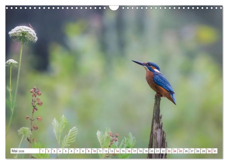 Produktbild: Der blaue Diamant - Fotos vom Eisvogel (Wandkalender 2026 DIN A3 quer), CALVENDO Monatskalender