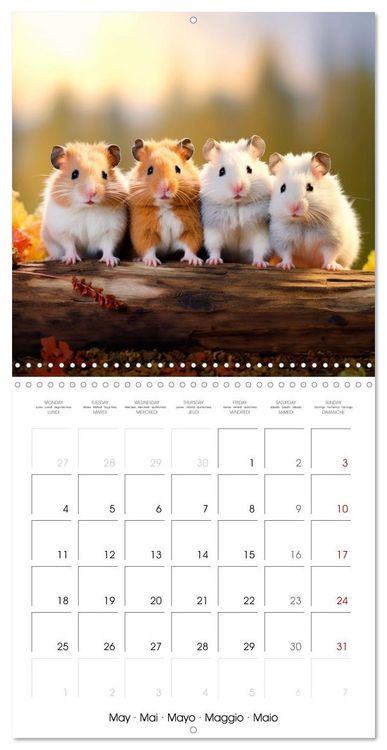 Produktbild: Sweet HAMSTERS (Wall Calendar 2026 12 &times; 12 Inch) CALVENDO 12 Month Wall Calendar