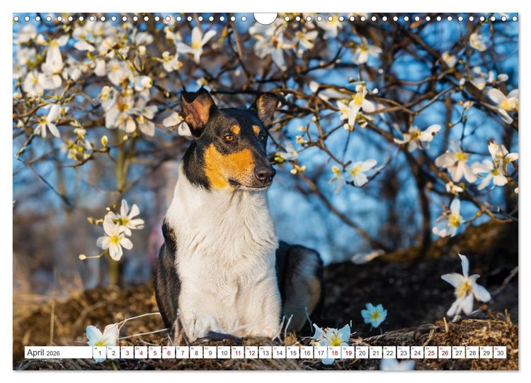 Produktbild: Ein Freund f&uuml;rs Leben - Smooth Collie (Wandkalender 2026 DIN A3 quer), CALVENDO Monatskalender