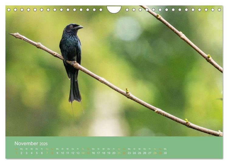 Produktbild: Zwischen Nebel und Baumriesen - V&ouml;gel Borneos (Wandkalender 2026 DIN A4 quer), CALVENDO Monatskalender