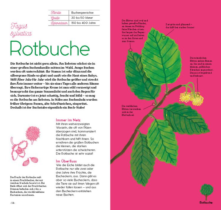 Produktbild: Magie der B&auml;ume
