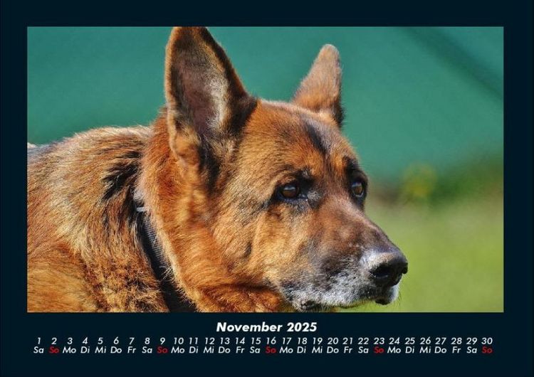 Produktbild: Tierkalender 2025 Fotokalender DIN A4