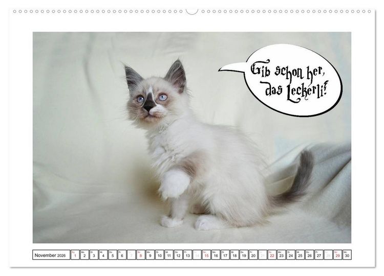 Produktbild: Lustiger Katzenkalender (hochwertiger Premium Wandkalender 2026 DIN A2 quer), Kunstdruck in Hochglanz