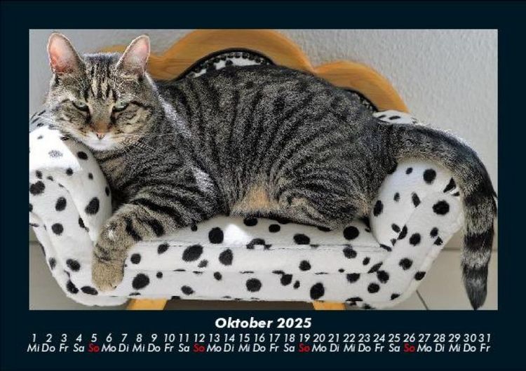 Produktbild: F&uuml;r Katzenfreunde 2025 Fotokalender DIN A5