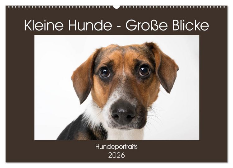 Produktbild: Kleine Hunde - Gro&szlig;e Blicke (Wandkalender 2026 DIN A2 quer), CALVENDO Monatskalender