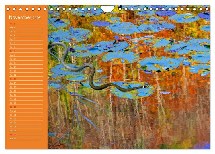 Produktbild: Wir sind die Stars am Wasser (Wandkalender 2026 DIN A4 quer), CALVENDO Monatskalender