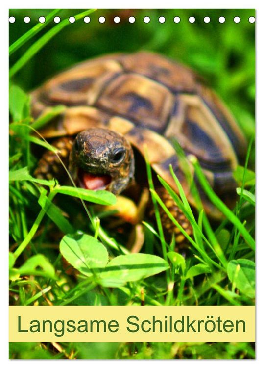 Produktbild: Langsame Schildkr&ouml;ten (Tischkalender 2026 DIN A5 hoch), CALVENDO Monatskalender