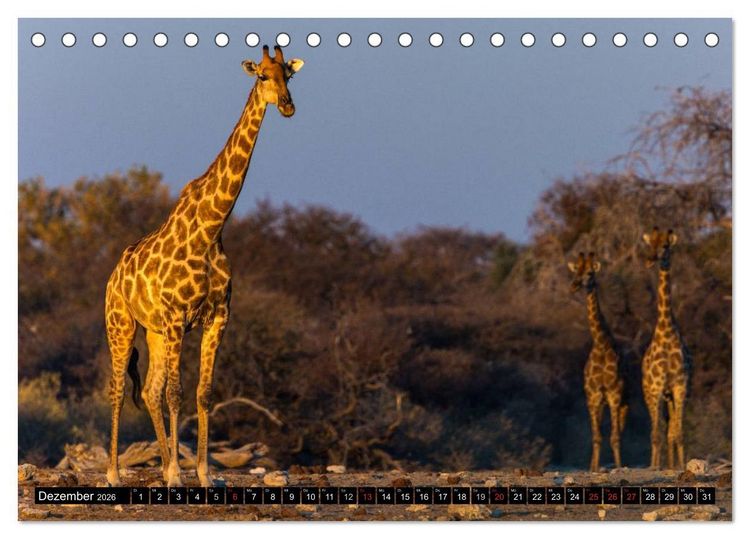 Produktbild: Safari durch das S&uuml;dliche Afrika (Tischkalender 2026 DIN A5 quer), CALVENDO Monatskalender