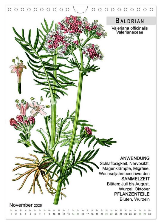 Produktbild: Heilpflanzen (Wandkalender 2026 DIN A4 hoch), CALVENDO Monatskalender