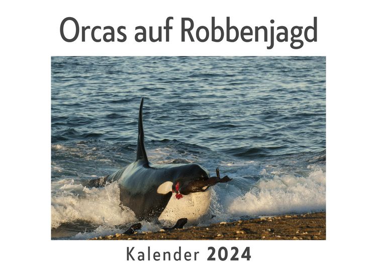 Produktbild: Orcas auf Robbenjagd (Wandkalender 2024, Kalender DIN A4 quer, Monatskalender im Querformat mit Kalendarium, Das perfekte Geschenk)