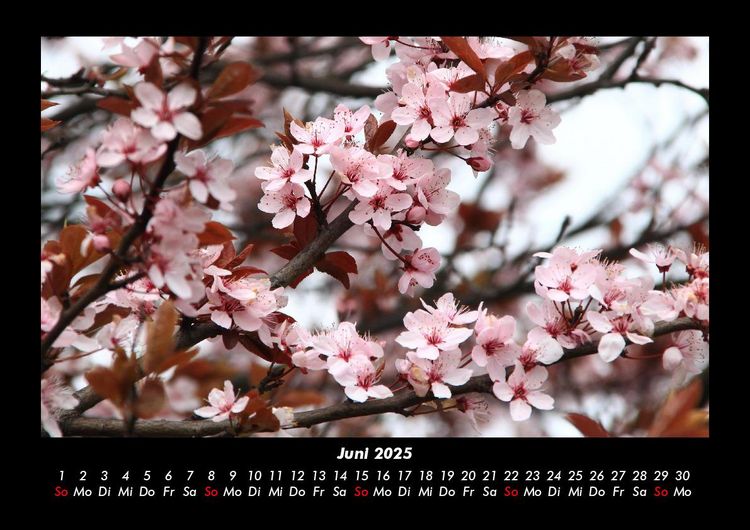 Produktbild: Blumenkalender 2025 Fotokalender DIN A3