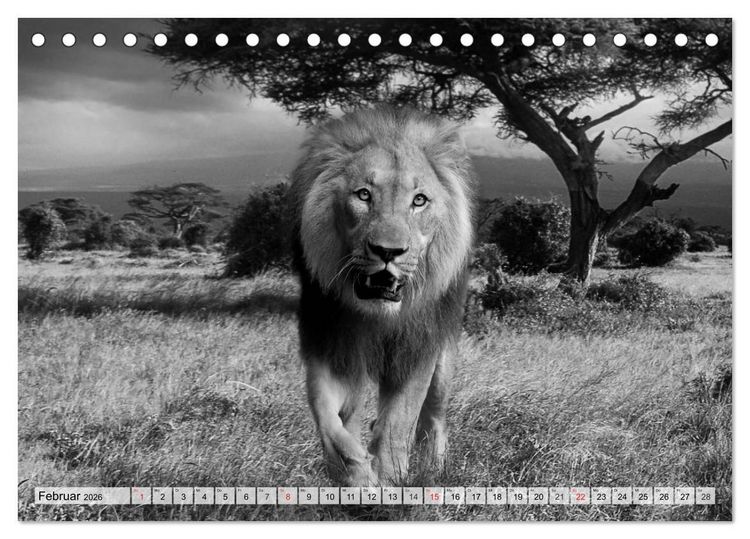 Produktbild: Wilde Tiere in schwarz-wei&szlig; (Tischkalender 2026 DIN A5 quer), CALVENDO Monatskalender