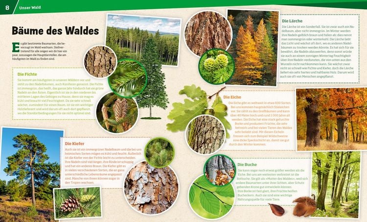 Produktbild: WAS IST WAS Band 134 Wald. Mehr als nur Bäume