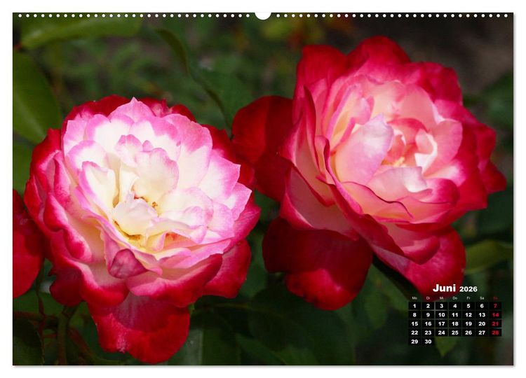 Produktbild: Magie der Rosen (hochwertiger Premium Wandkalender 2026 DIN A2 quer), Kunstdruck in Hochglanz