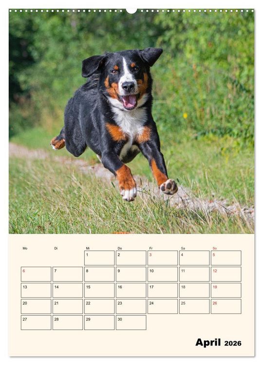 Produktbild: Appenzeller Sennenhund - Mit Plan durch das Jahr (hochwertiger Premium Wandkalender 2026 DIN A2 hoch), Kunstdruck in Hochglanz