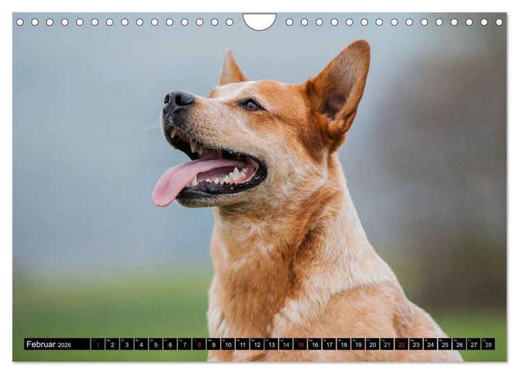 Produktbild: Power auf 4 Pfoten. Australian Cattle Dog (Wandkalender 2026 DIN A4 quer), CALVENDO Monatskalender