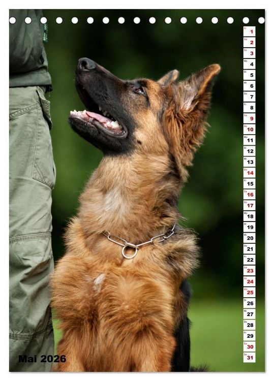 Produktbild: Sch&auml;ferhunde Langstockhaar zum verlieben (Tischkalender 2026 DIN A5 hoch), CALVENDO Monatskalender