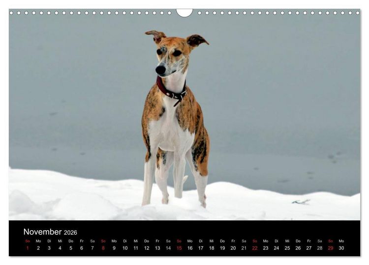 Produktbild: Whippet 2026 (Wandkalender 2026 DIN A3 quer), CALVENDO Monatskalender
