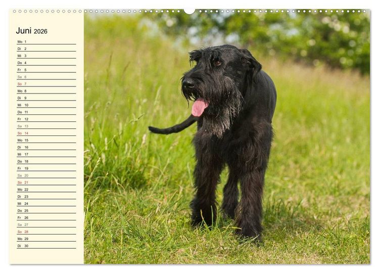 Produktbild: Treuer Freund Riesenschnauzer (hochwertiger Premium Wandkalender 2026 DIN A2 quer), Kunstdruck in Hochglanz