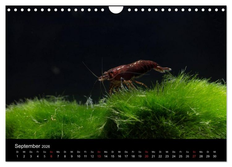 Produktbild: Zwerggarnelen - gepanzerte Juwelen im Aquarium (Wandkalender 2026 DIN A4 quer), CALVENDO Monatskalender