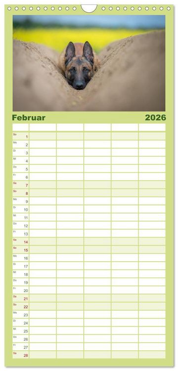 Produktbild: Familienplaner 2026 - Belgischer Sch&auml;ferhund - Der Malinois mit 5 Spalten (Wandkalender, 21 x 45 cm) CALVENDO