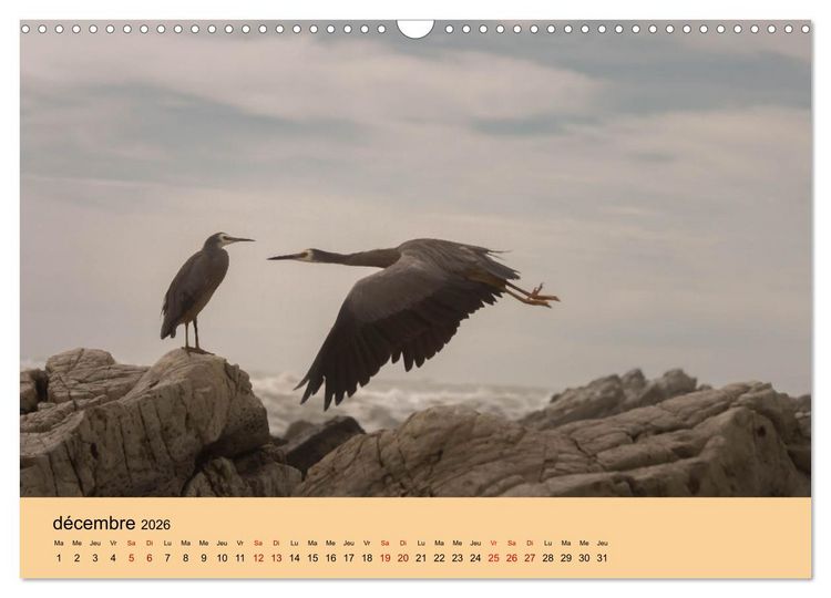 Produktbild: Oiseaux de Nouvelle-Z&eacute;lande (Calendrier mural 2026 DIN A3 vertical), CALVENDO calendrier mensuel