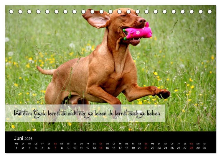 Produktbild: Magyar Vizsla - Zauberhafte Kobolde (Tischkalender 2026 DIN A5 quer), CALVENDO Monatskalender