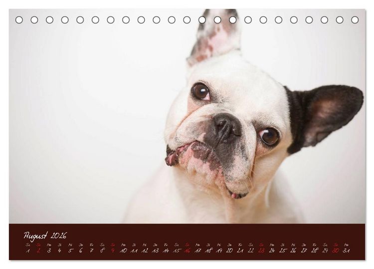 Produktbild: Franz&ouml;sische Bulldoggen (Tischkalender 2026 DIN A5 quer), CALVENDO Monatskalender
