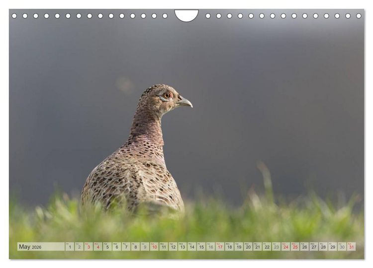 Produktbild: Emotional Moments: The pheasants. UK-Version (Wall Calendar 2026 DIN A4 landscape), CALVENDO 12 Month Wall Calendar