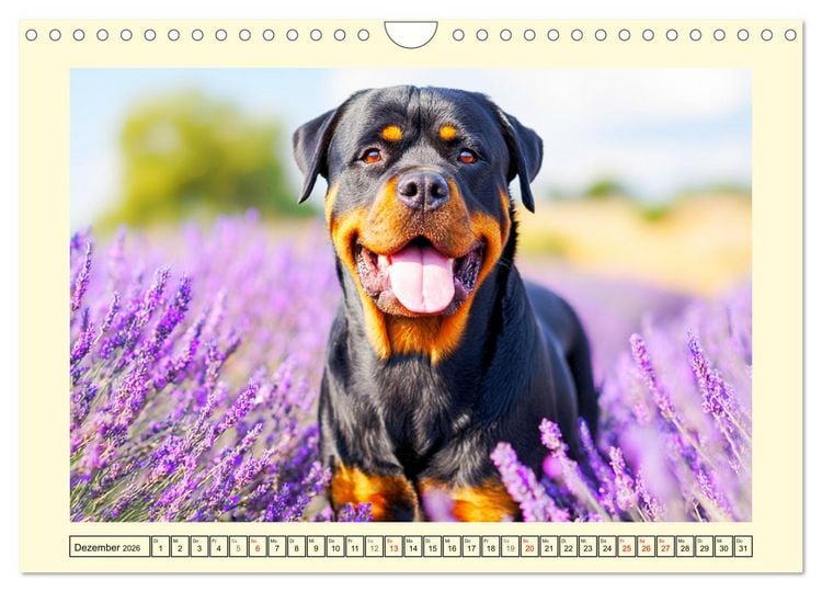 Produktbild: Rottweiler Momente. Kraftvolle Eleganz in der Natur (Wandkalender 2026 DIN A4 quer), CALVENDO Monatskalender