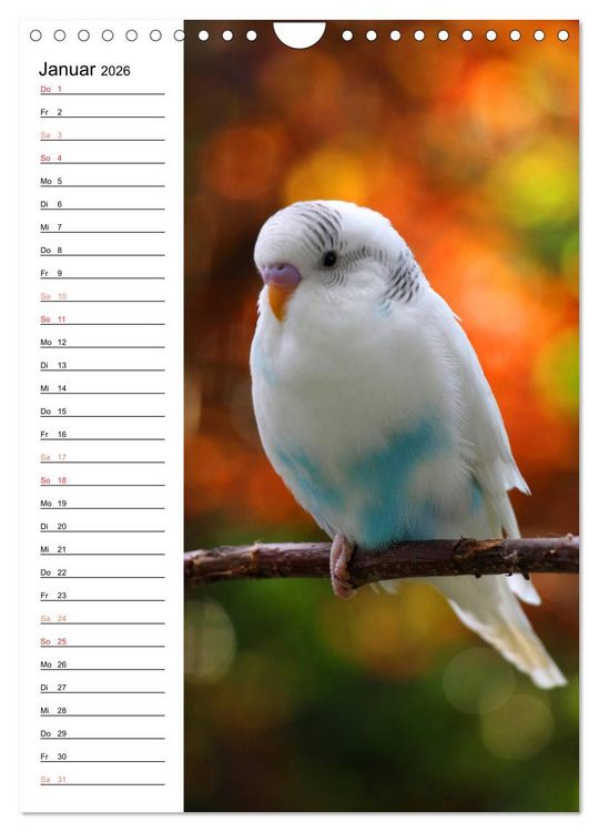 Produktbild: WELLENSITTICHE - S&uuml;&szlig;e Wellis (Wandkalender 2026 DIN A4 hoch), CALVENDO Monatskalender